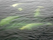Wale en masse