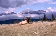 Elk in Jasper