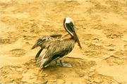 Pelikan auf Galapagos