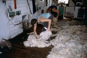 Schafscherer bei der Arbeit