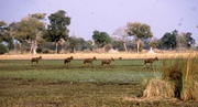 Im Okavango Delta: