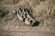 Mungos in der Serengeti