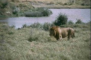 Löwenmännchen im Ngorongoro-Krater