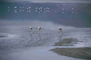 Flamingos im Ngorongoro-Krater