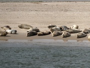 Seehunde vor Norderney