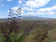 Mt. Taranaki