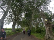dark hedges