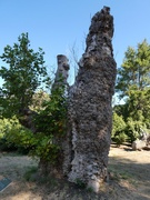 Tulpenbaum